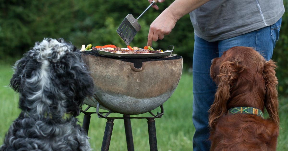 Partnersuche mit hund osterreich