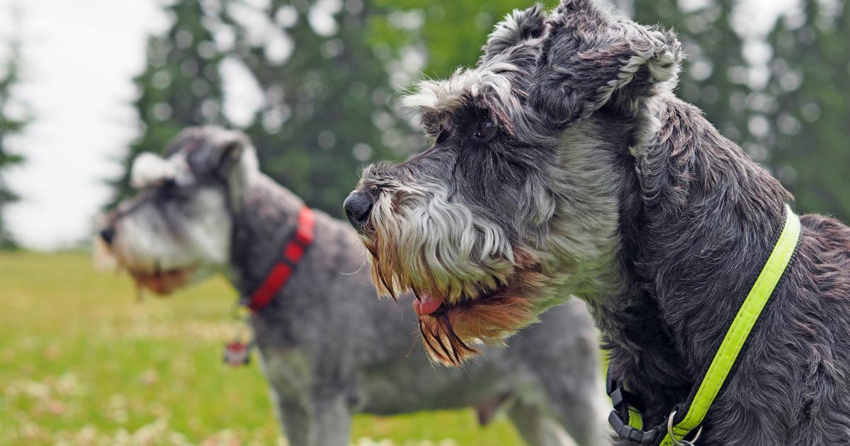 Entlaufene Hunde finden durch Würstchen nach Hause kurier.at