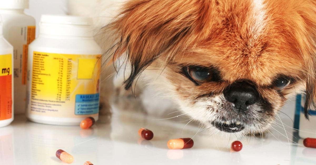 Tabletten für Hunde, Tropfen für Katzen kurier.at