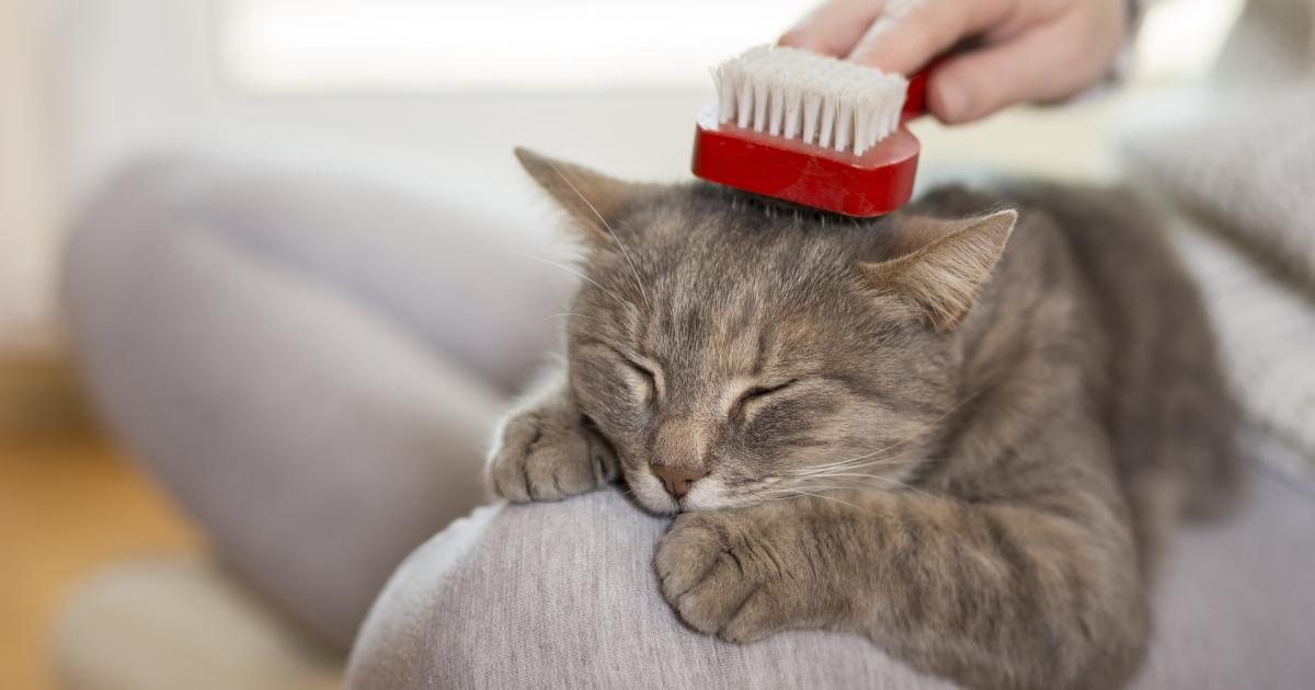 Weltkatzentag-Damit-die-Lieblinge-entspannt-schnurren