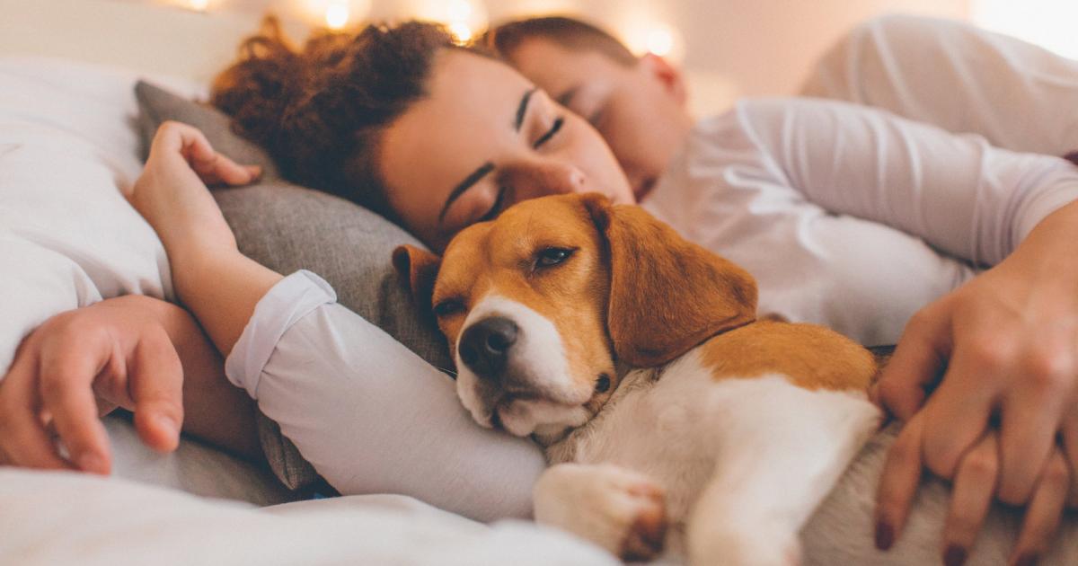 Warum der Hund im Schlafzimmer schlummern sollte