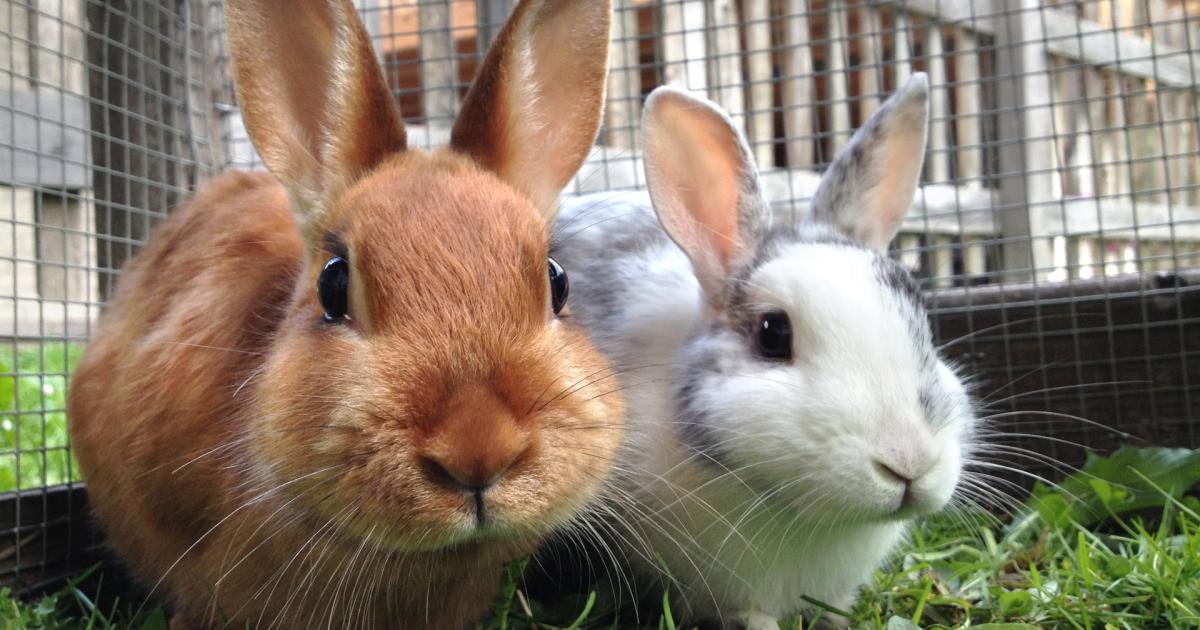 Kaninchen partnersuche