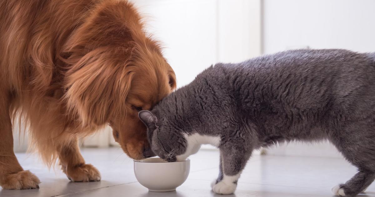 Haustiere mit Futterallergie müssen fasten kurier.at