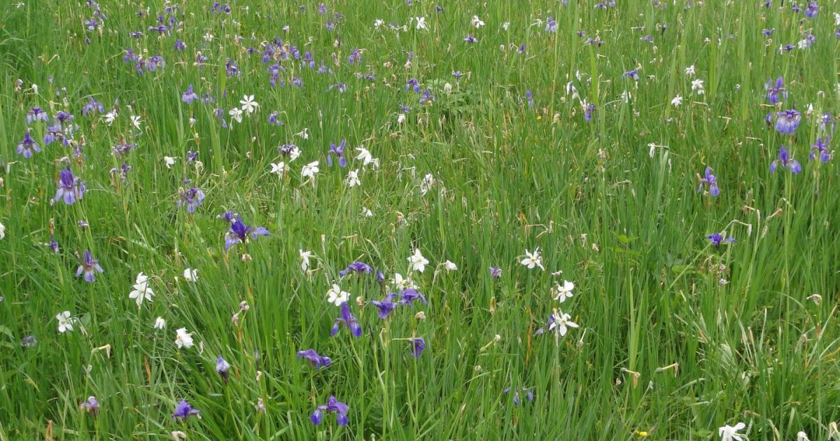 Naturnahe Gärten anlegen