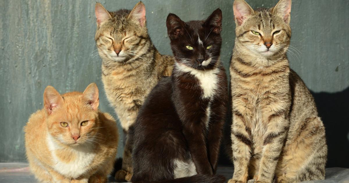Partnersuche für katzenfreunde