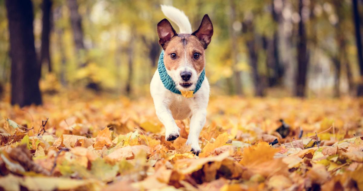 Tiercoach Obacht beim Herbstspaziergang mit Hund kurier.at