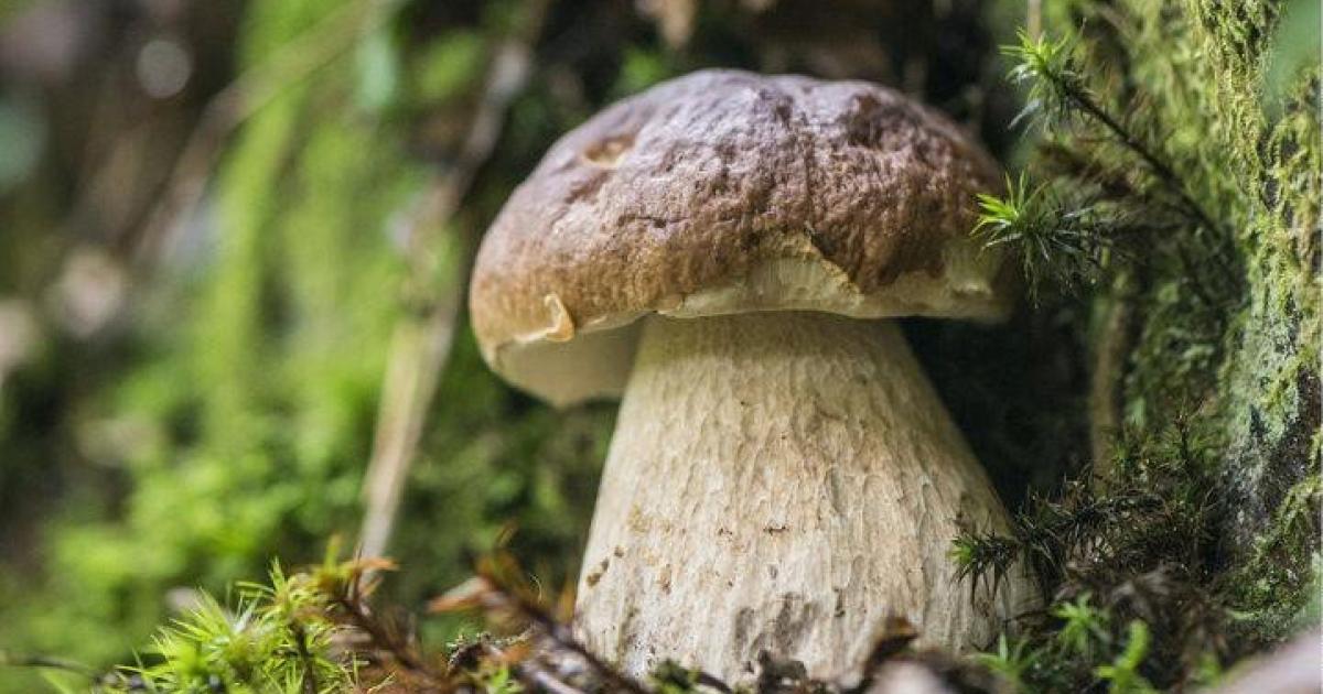 Die besten Tipps zum Schwammerlsuchen