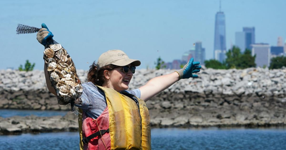 Billion Oyster Project: Why New York Is Growing Oysters Now