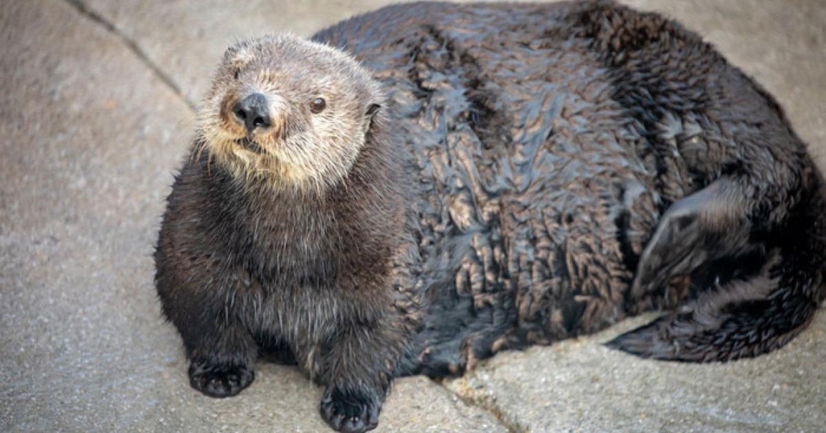 Otter Als Haustier In österreich