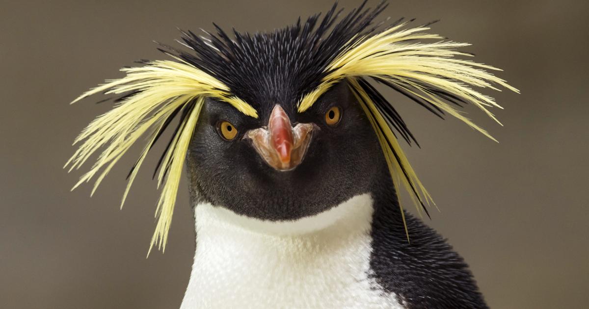 Pinguine erobern die Welt der Ausmalbilder: Kostenlose Vorlagen und kreative Ideen!