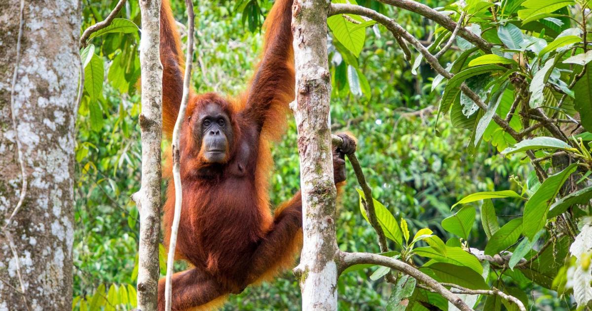 Dschungel Orang Utan