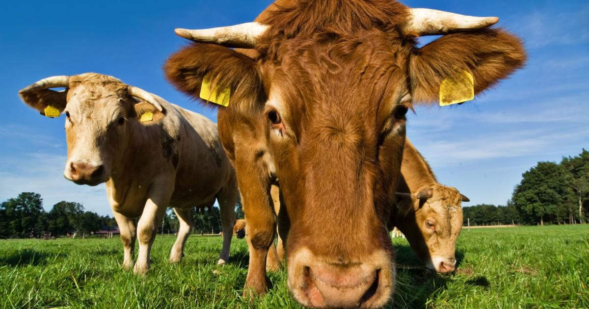 Landwirt-wurde-in-Tirol-von-Stier-schwer-verletzt