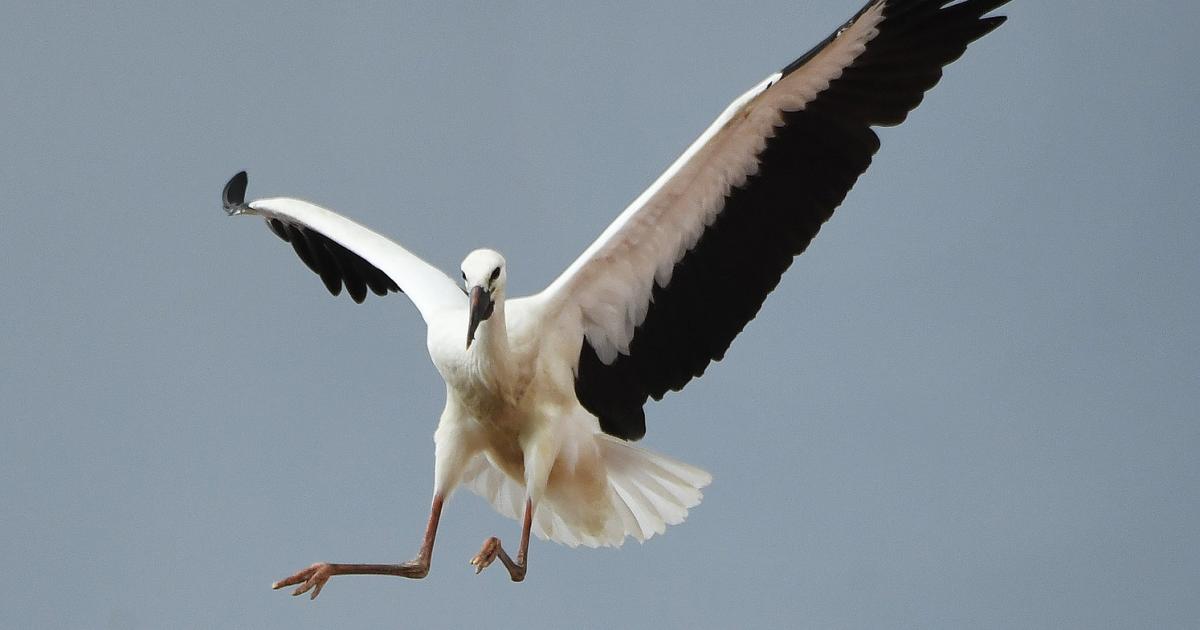 Partnersuche bezirk gänserndorf