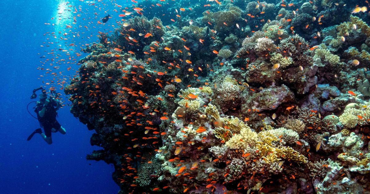 Korallenriff vor der Küste Italiens entdeckt | kurier.at