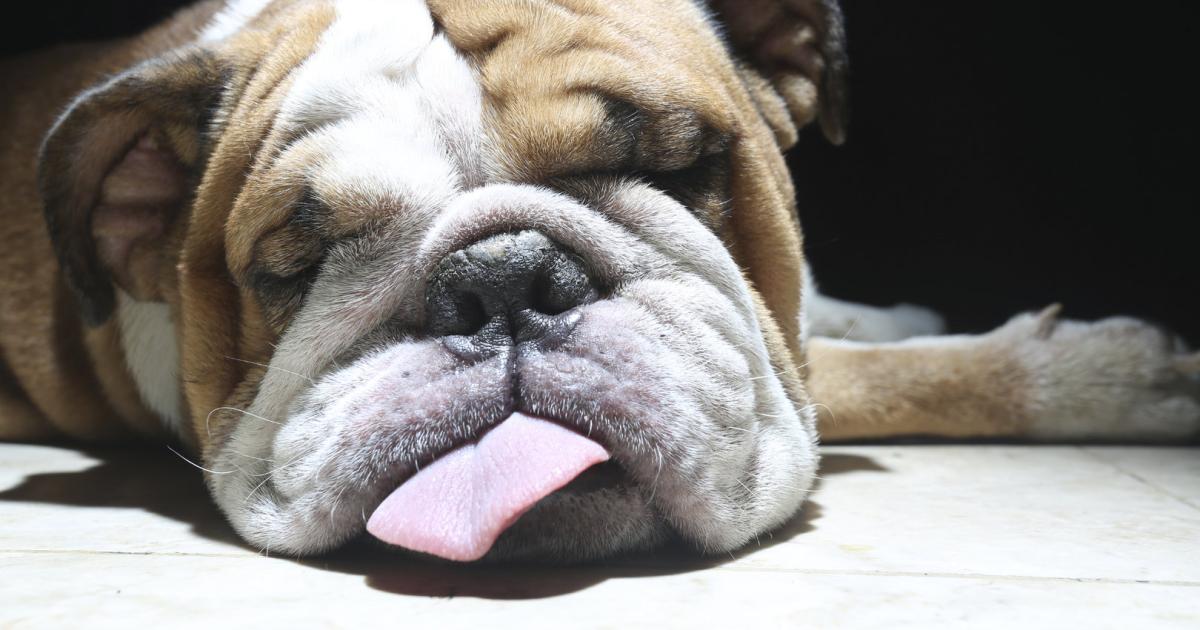 Hund-bis-Huhn-Wal-bis-Wiesel-Was-das-Jahr-2026-f-r-Tiere-bringt