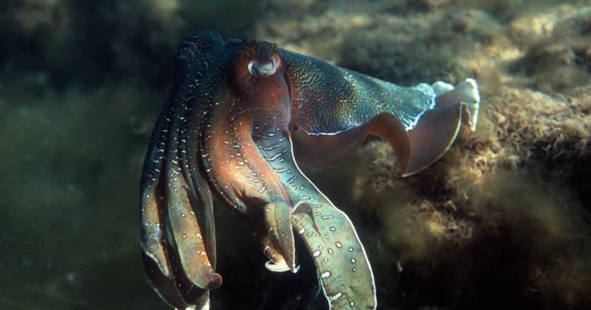 Tintenfisch Einmal Anders Kurier At