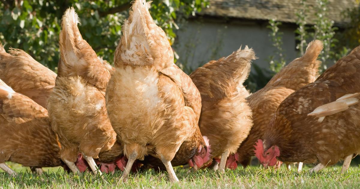 Hühner im Garten: meine eigene kleine Farm | kurier.at