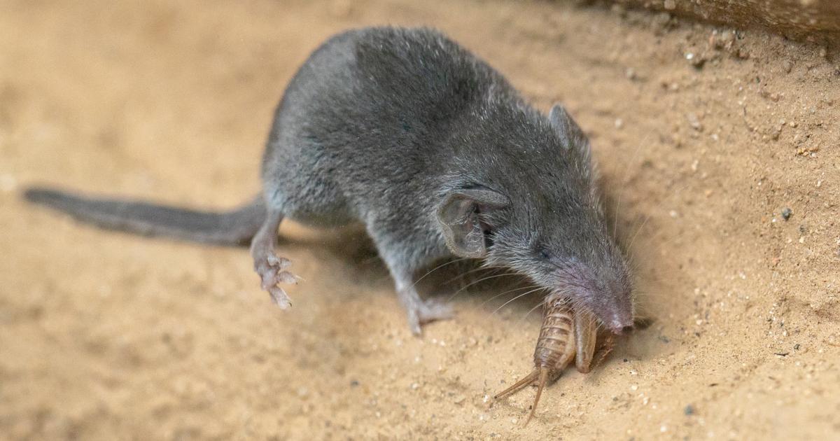 Kleinstes Saugetier Der Welt Wohnt Nun Im Tiroler Alpenzoo Kurier At
