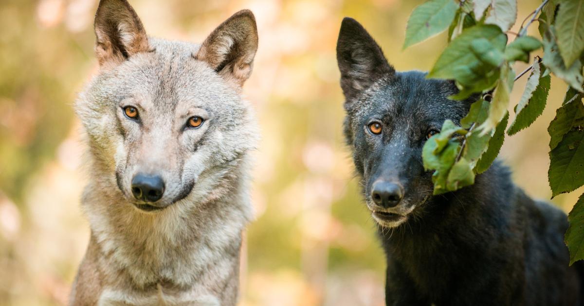 Die Beziehung zwischen Wolf, Hund und Mensch