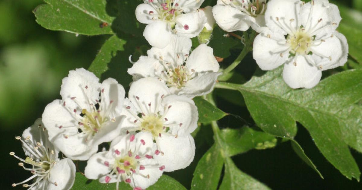 Klimawandel: Veränderung in den Gärten wird notwendig | kurier.at