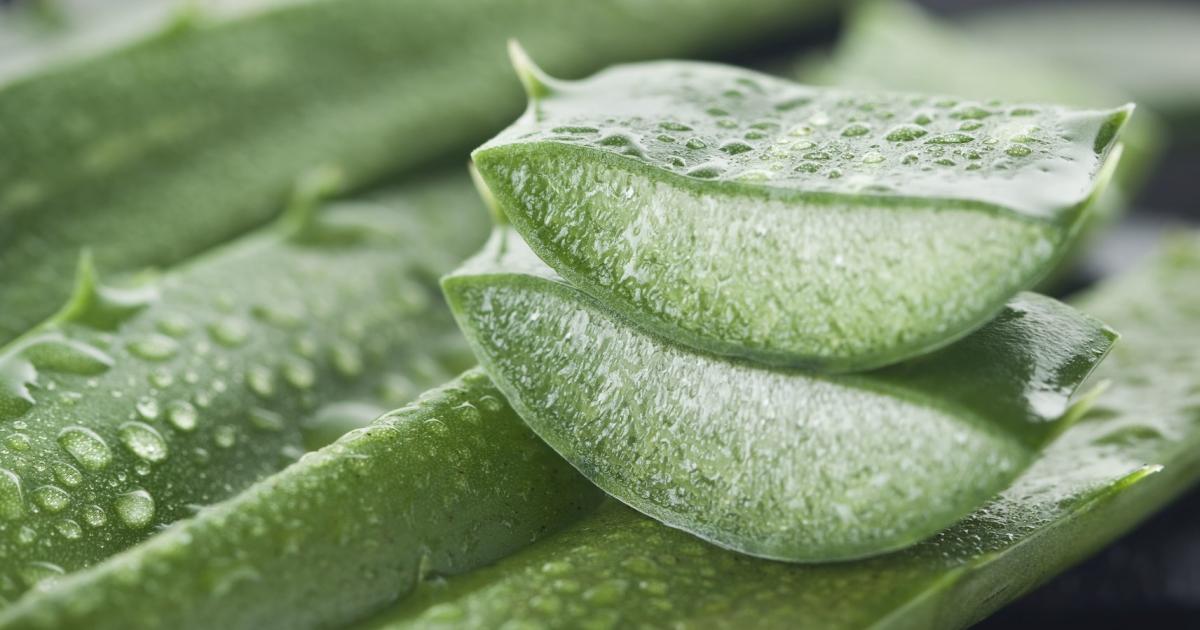 Aloe Vera: Die Doch-Nicht-So-Wunderpflanze | Kurier