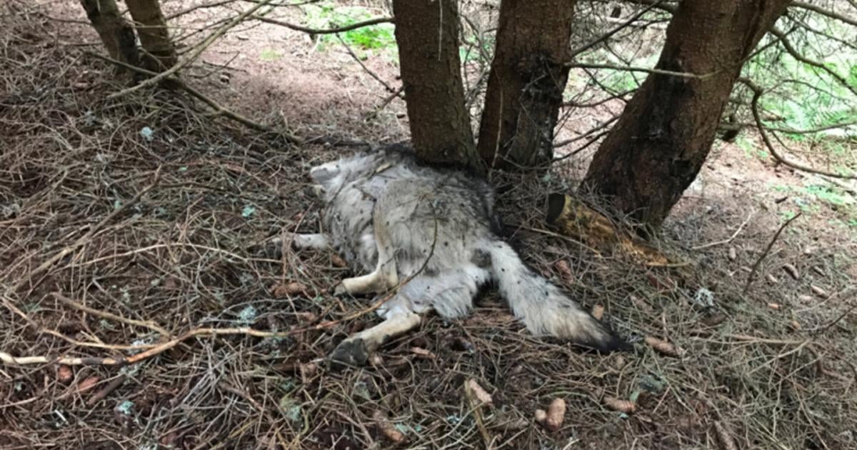 kadaver-von-wolf-im-tiroler-stubaital-gefunden-kein-abschussbescheid