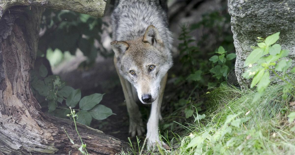Wolf streift durch Kärntner Siedlungsgebiet Wolfsverordnung tritt in Kraft