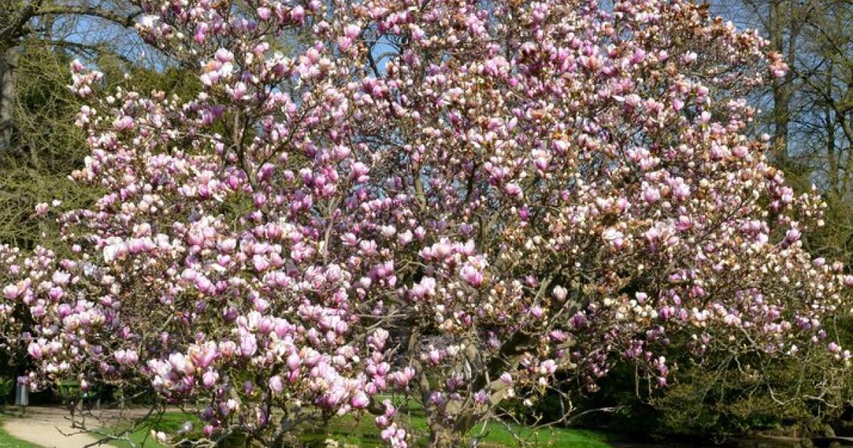 Tipp von der Grtnerin: So kann die Magnolie wieder blhen | Kurier