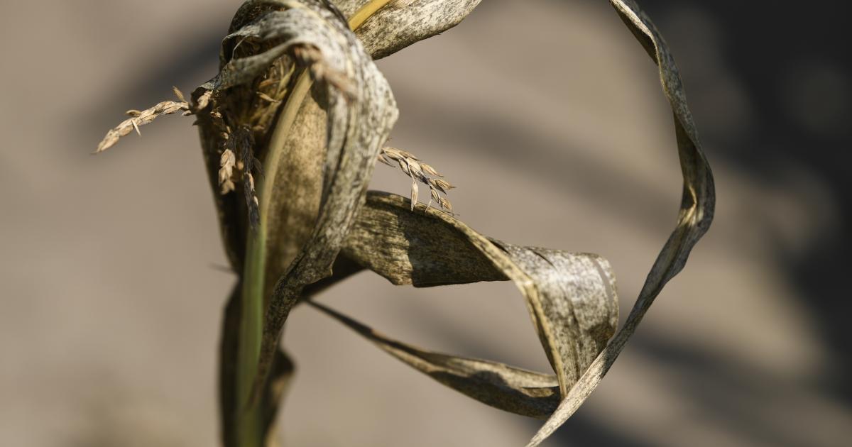 Wetter Schock: Eu Klimadienst Meldet Drittwärmsten Juli Seit Aufzeichnungen! Das Sollten Sie Wissen. - e1u6ttd