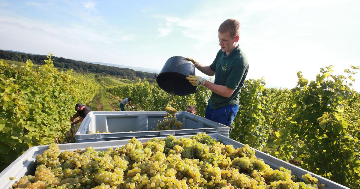 Wine exports have increased by almost 16 percent