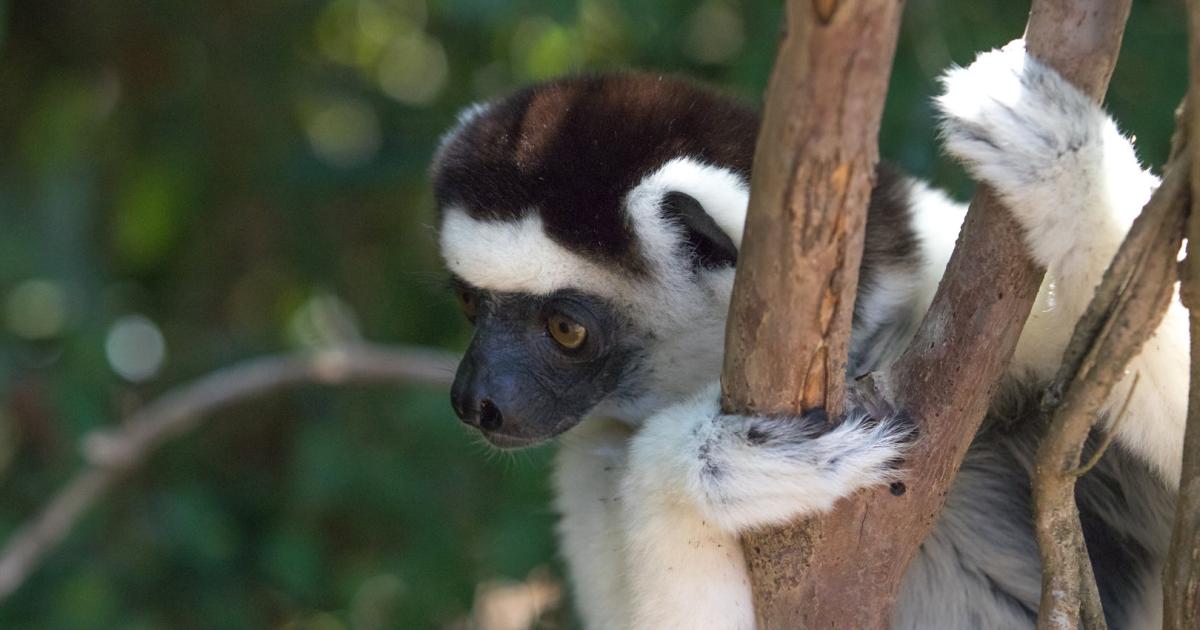 KAESER Partner Madagaskar – KAESER KOMPRESSOREN
