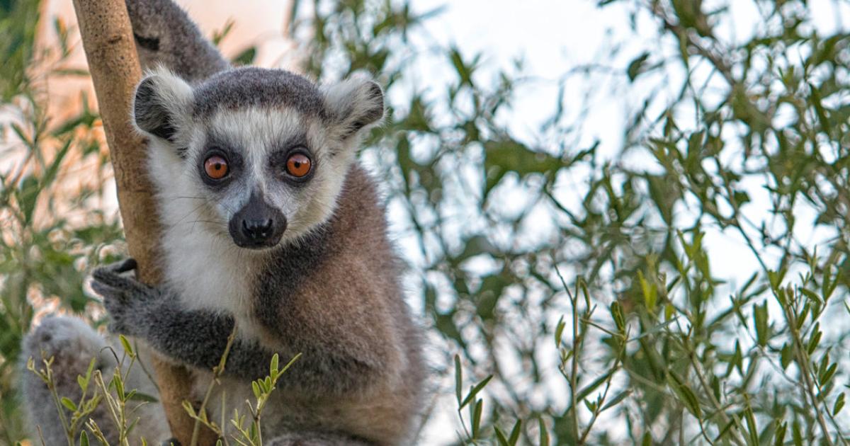 Fotoreportage aus Madagaskar: Bei Zebus, Makis und den Baobabs