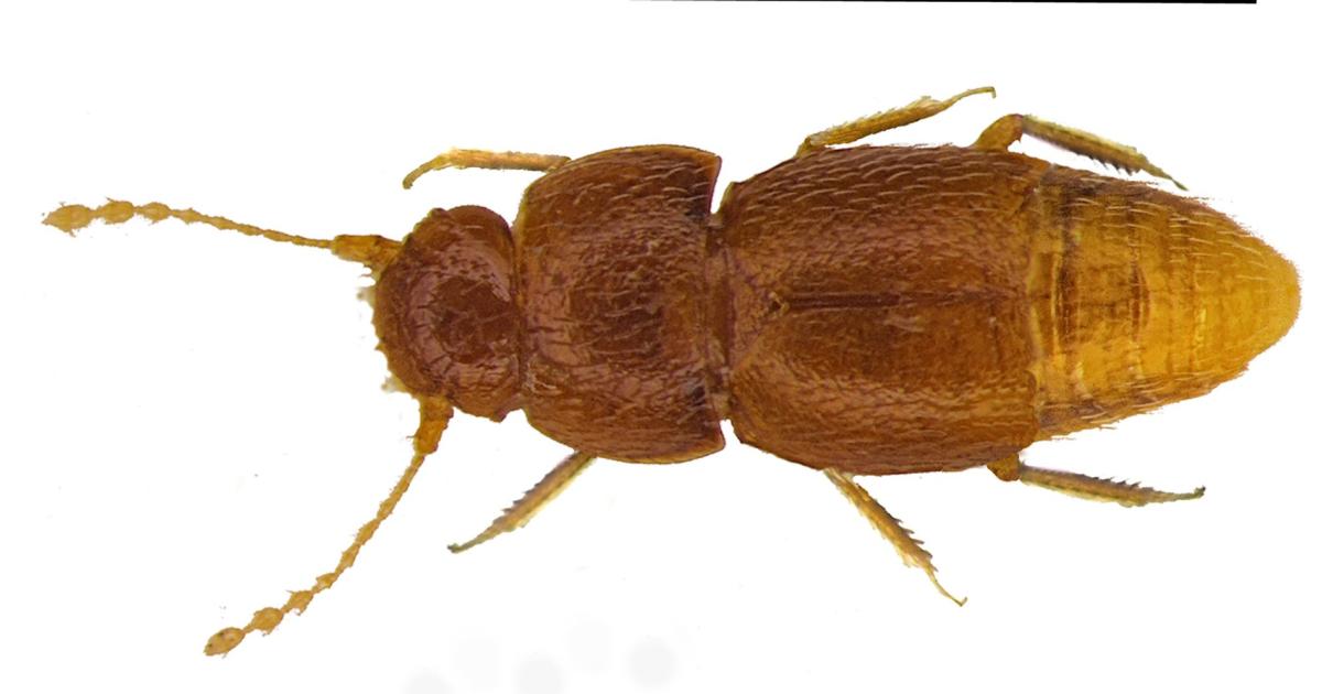 Nelloptodes gretae Ein Insekt nach Greta Thunberg benannt