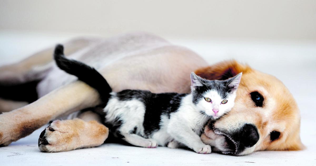 Partnersuche haustier