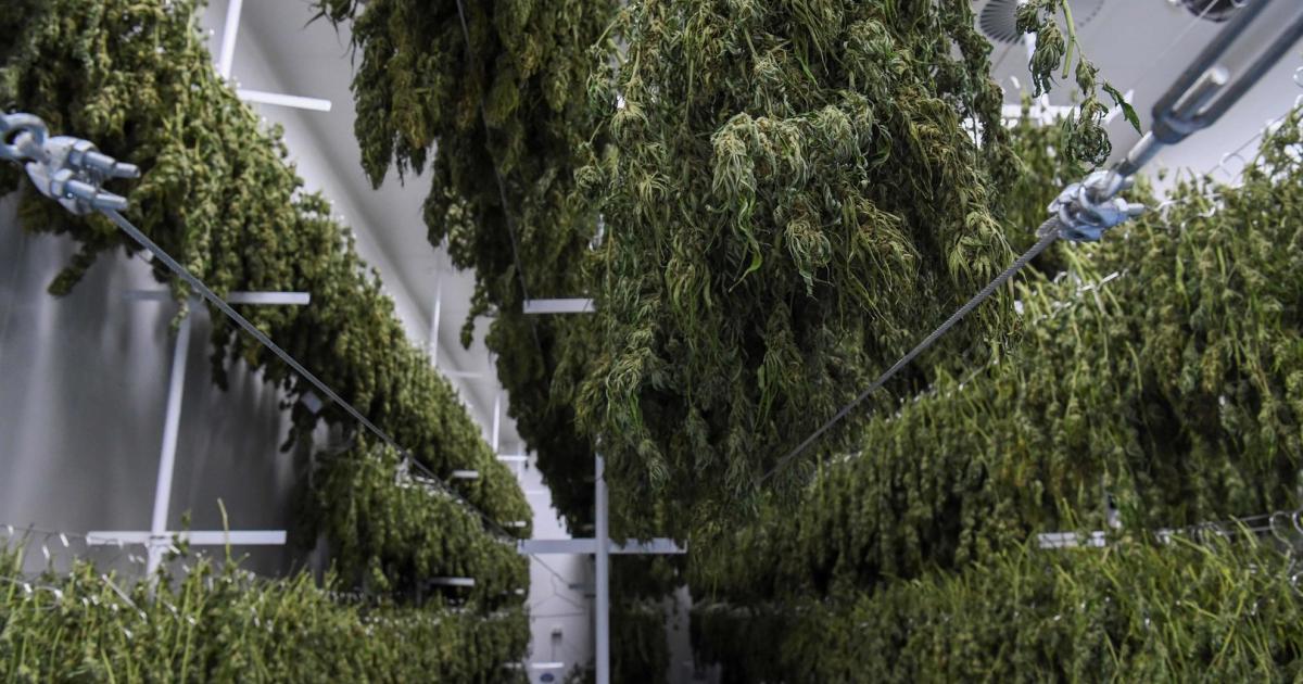 Australier Legte Feuer Um Seine Cannabis Pflanzen Zu Sch tzen Kurier at