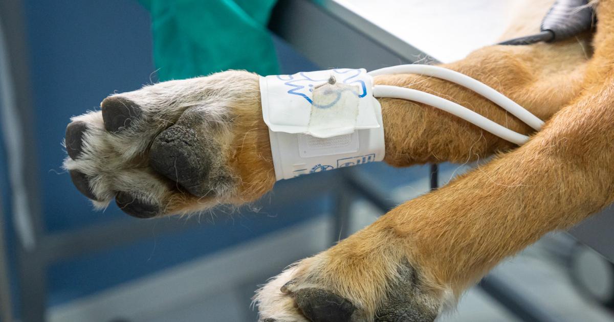 Tiercoach Hoher Blutdruck schädigt die Organe von Hund und Katze