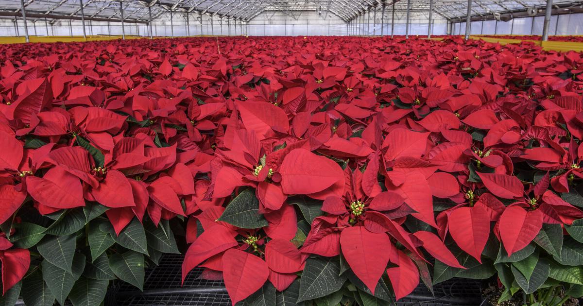Knifflig, aber machbar: Wie man den Weihnachtsstern durchbringt | Kurier