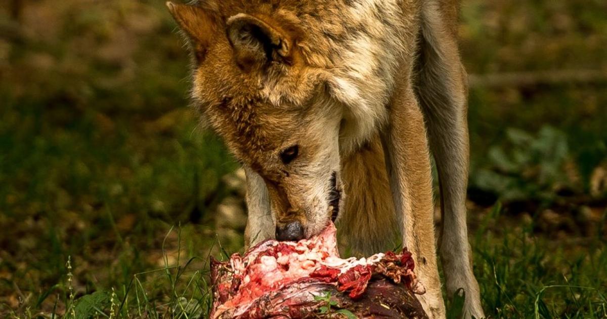 Immer mehr Wölfe: Was den Wolf von der Herde fern hält