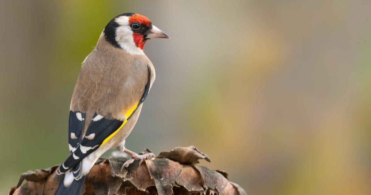 Jagd-auf-Singv-gel-im-Salzkammergut-Tradition-oder-Tierqu-lerei-