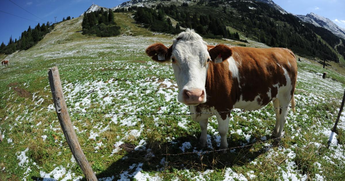 Oo Landwirtschaftskammer Kuhe Sind Keine Klimakiller Kurier At