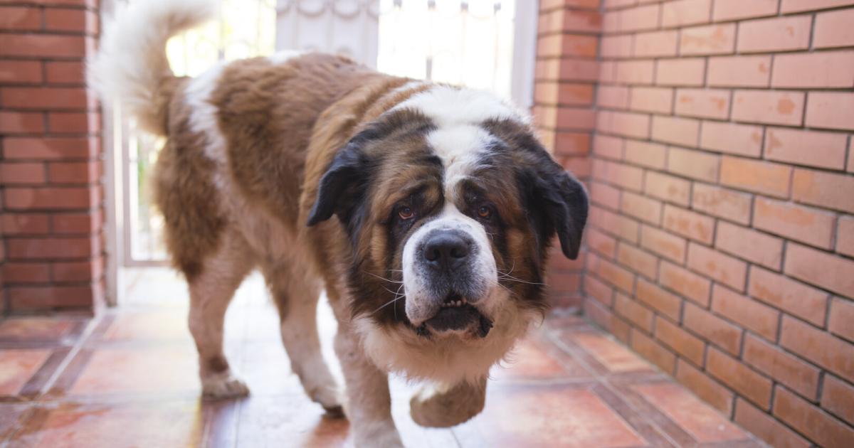 Steiermark-Zwei-Bernhardiner-bissen-Yorkshire-Terrier-tot