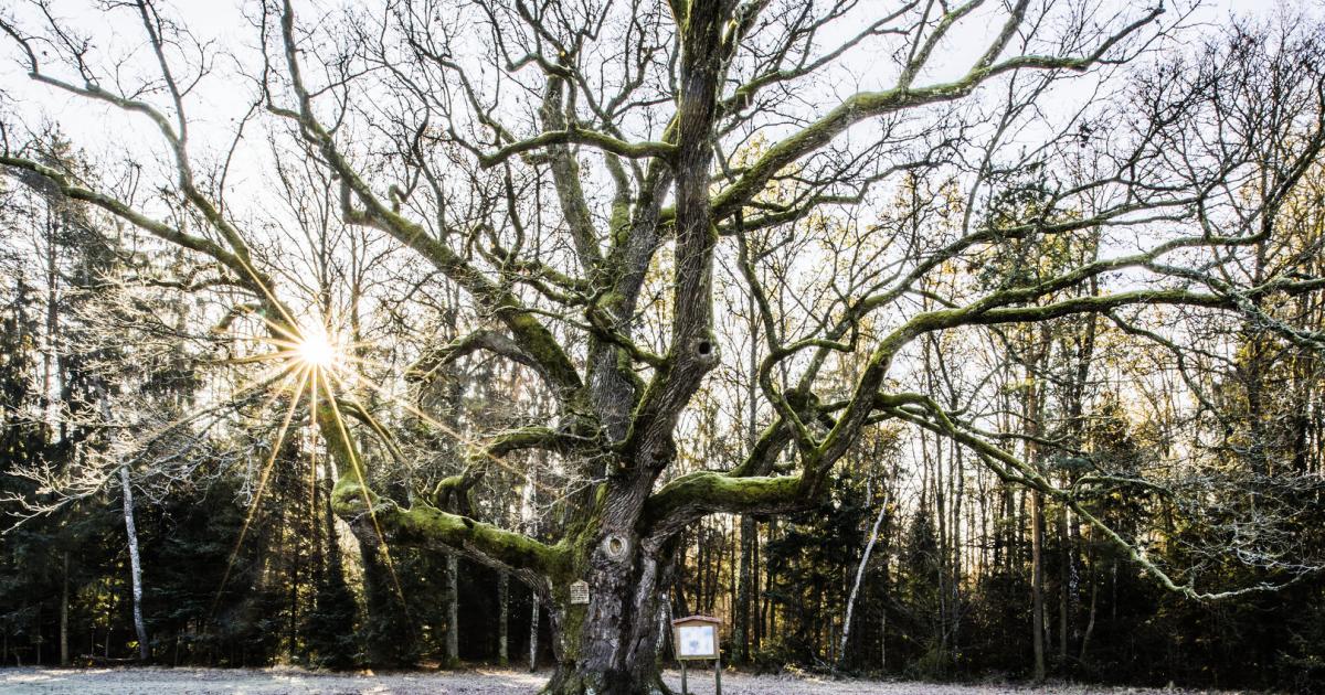 Ältester Baum Wien