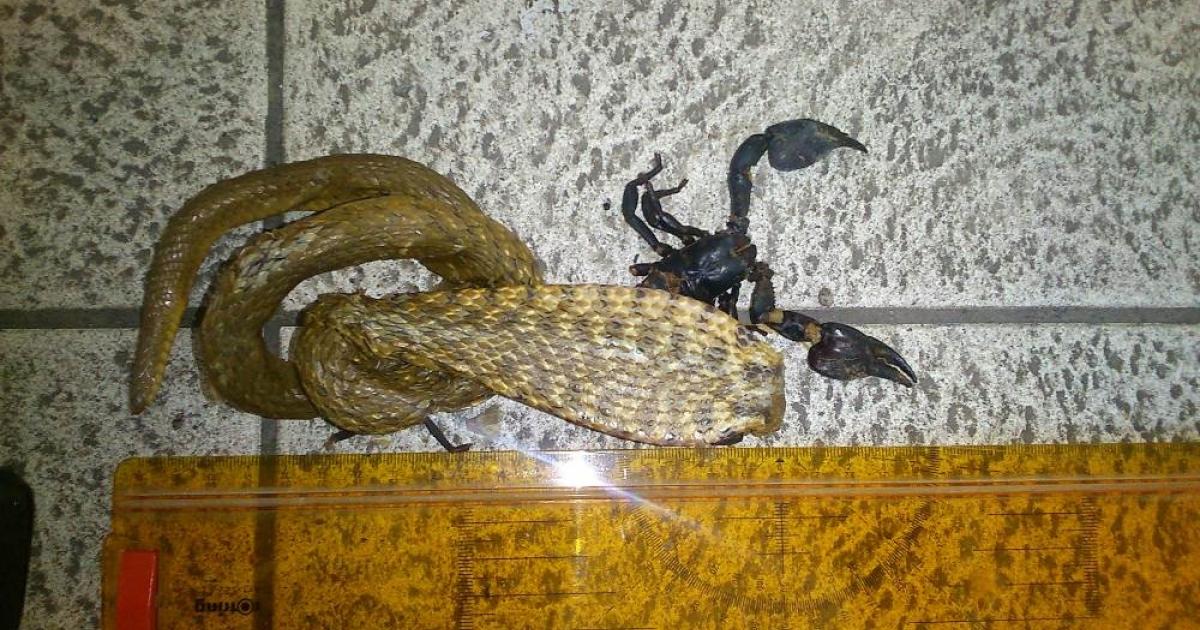 Skorpion partnersuche