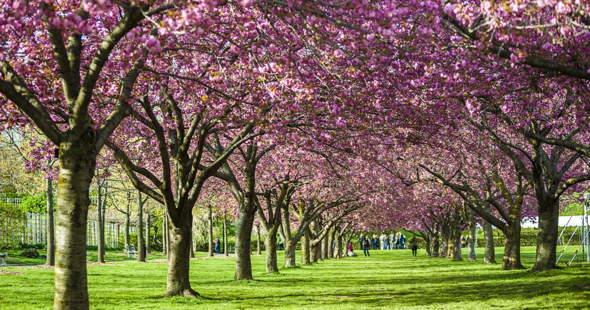 Gardens of the world: blossoms between New York and Dubai