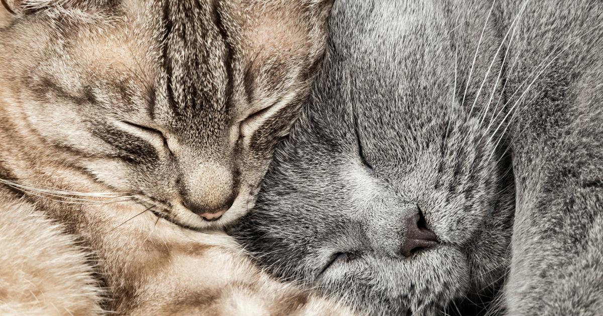 Partnersuche katzen