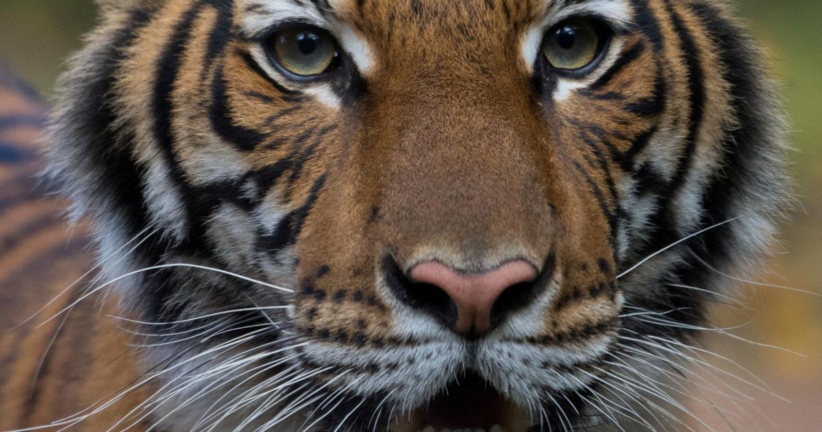 Bronx Zoo in New York: Seven big cats infected with coronavirus