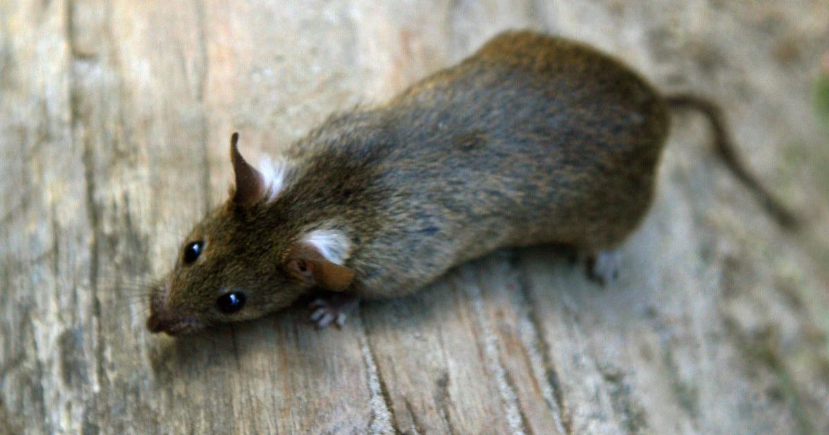 Ratte Im Haus Wie Wird Man Sie Wieder Los