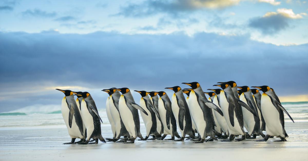 Wenn Königspinguine pupsen, gibt es (nicht) viel zu lachen kurier.at