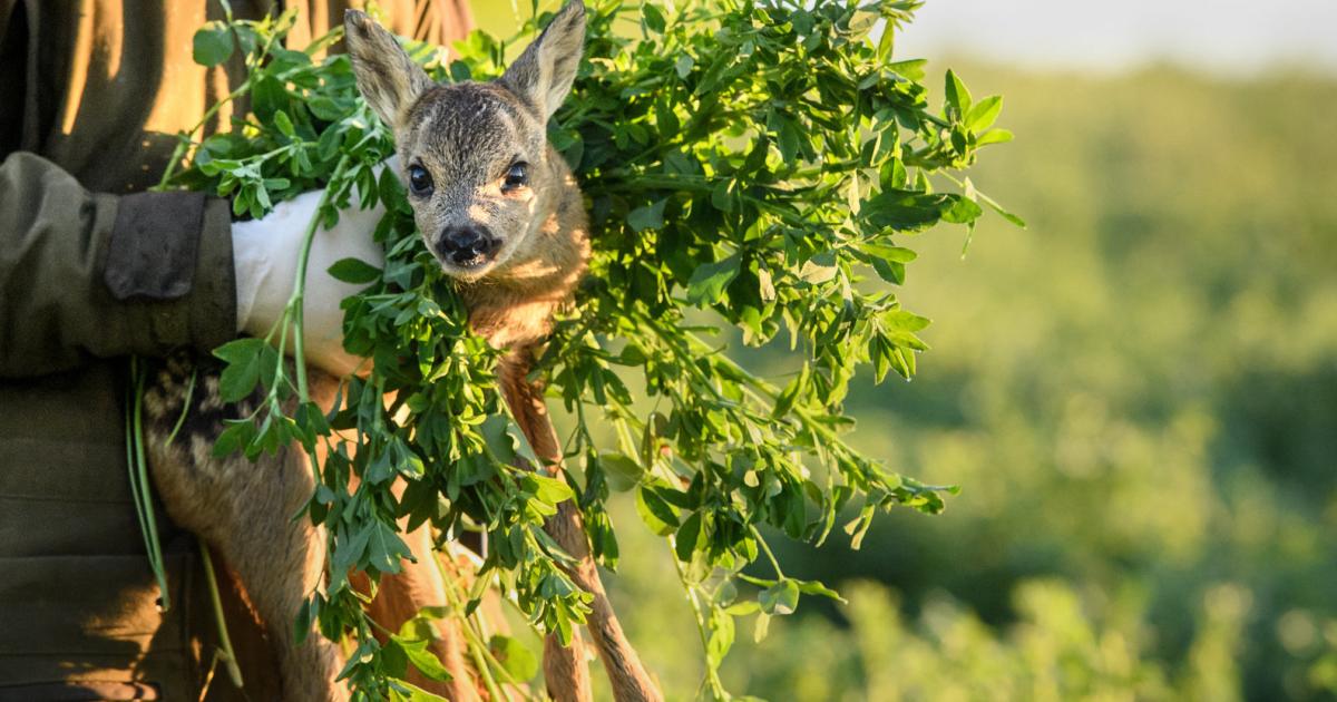 Six Deer Killed: Animal Cruelty Allegation Against Linz Farms