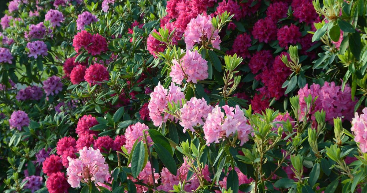 Rhododendron verliert Bltter: Eine Schicht Torf hilft | Kurier